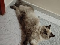 British Longhair Blue Pointer