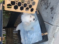 Minyatür Maltese Köpekler