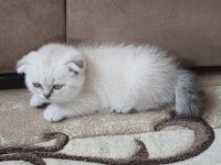 Dişi scottish fold yavru