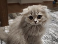 British longhair lilac yavrularımız