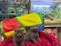 Dişi Erkek Ayıcık Surat Scottish Fold Bebekler