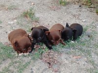 Yeni yuvalarını ariyolar