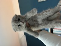 Özel seri scottish fold