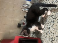 Köpeğimiz olduğu için acil sahiplendiriyoruz tekir