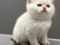 A kalite şecereli babanın british shorthair yavrusu