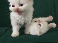 baba secereli safkan british shorthair yavrular