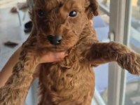 POODLE PRENS VE PRENSESLER