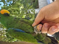 Evcilikte sınır yok eclectus papağanımız