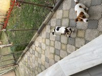 Jack russell yavru