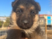 2 aylık Safkan Dişi Alman çoban köpeği son yavru