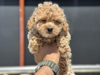 Petmode köpek çiftliğinde ziyarete açık kore maltipoo