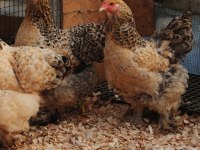 BUFF BARRET BRAHMA KULUÇKALIK YUMURTA & CİVCİV