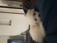 2.5 aylık yavru terrier