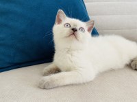 2 aylık blue point british shorthair dişi yavru