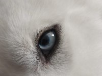 6 aylık erkek husky