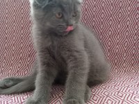 Uygun sahiplendirilecek scottish fold