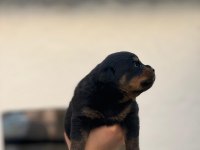 Varsa daha iyisi oda annesi rottweiler