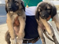 Üst düzey kaliteli karabaş yavruları 2dişi