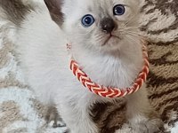 Safkan siyam yavruları