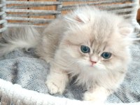 British Longhair Safkan
