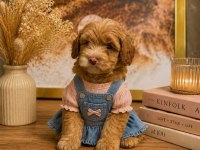 KUCUK SEKER POODLE MINIKLER