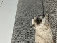 Uysal blue point dişi scottish fold