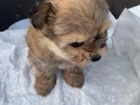 (SDK) çiftlikten sevimli Morkie yavrular