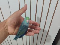 Renk renk forpus papağanı