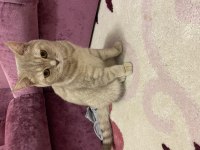 British shorthair ücretsiz sahiplendirme
