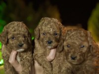 Baldan Tatlı Yarışma Kalitesinde Poodle Bebekler