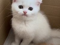 Scottish Fold 2 Aylık Yavru Kedimiz