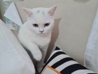 18 Ağustos Doğumlu Scottish Fold Yavru