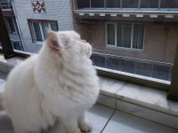 Uysal sevimli british shorthair kedimize yuva arıyoruz