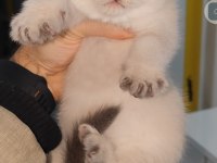 British Shorthair Yavrumuz