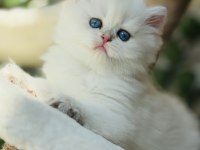 Top kafa şecereli kaliteli kediler