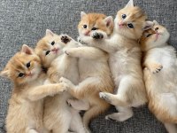 yavru british shorthair kediler
