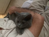 Çiftleştirecek erkek british shorthair arıyoruz