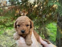 A kalite toy poodle yavrularımız