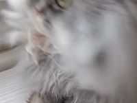 Erkek chinchilla cinsi kedimiz
