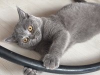 YUVA ARAYAN YAVRU KEDİLER
