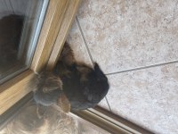 Safkan minik Yorkshire terrier