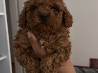 TOY POODLE BEBEKLERİ 3 AYLIK