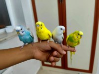 Konuşan Evcil Muhabbet Kuşları