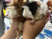 Ginepig yavrularımız 