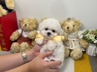 Bichon frise uygun bebekler