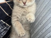 3 aylık erkek oynak ve tatlı bir kedidir
