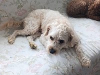 Ücretsiz maltipoo 2 yaşında