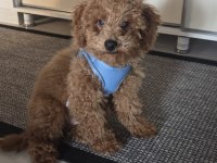 4.5 aylık erkek ped eğitimli aşılı toy poodle