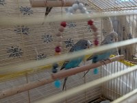 3 Aylık Yavru Çek Muhabbet Kuşları