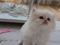 Yurtdışı kaliteli aile kedileri düşük arayan ulaşmasın